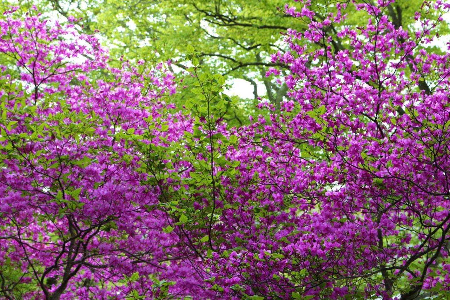 Hatago Nagomi Nikko Esterno foto
